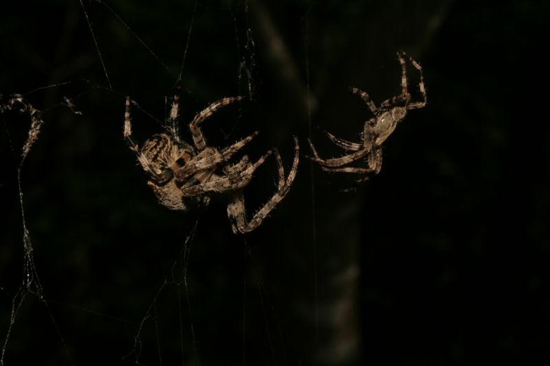 Danza nunziale: Araneus angulatus